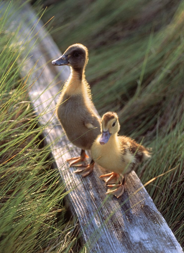 Detail of two Ducklings Standing On A Log by Anonymous