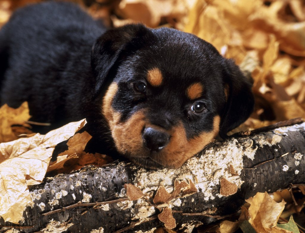 Detail of sorrowful Rottweiler Puppy Lying In Autumn Leaves Looking At Camera by Anonymous