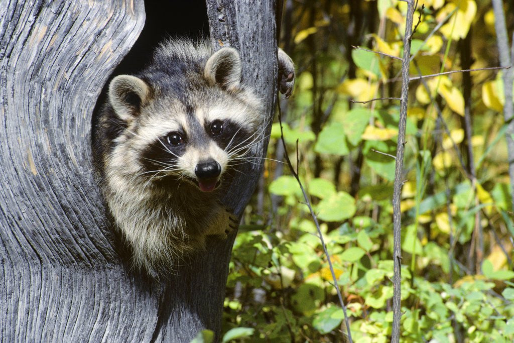 Detail of young Raccoon Procyon Lotor Looking At Camera From Hole In Tree Trunk by Anonymous
