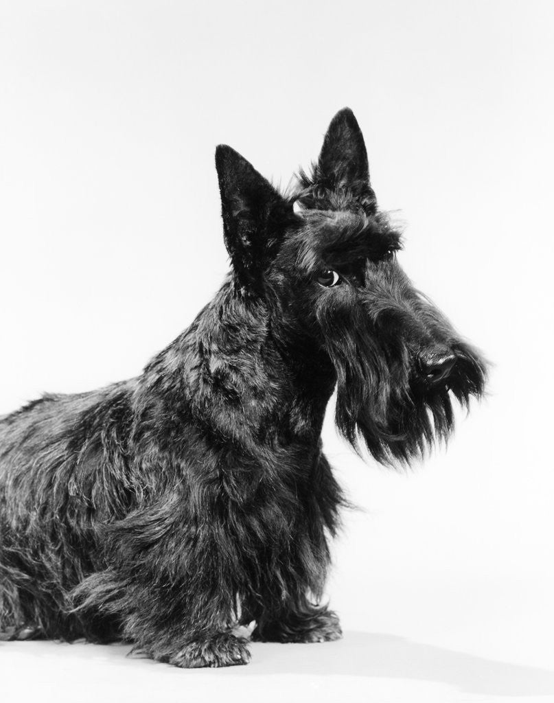 Detail of black Scottie Scottish Terrier Dog With Head Slightly Tilted Looking At Camera by Corbis