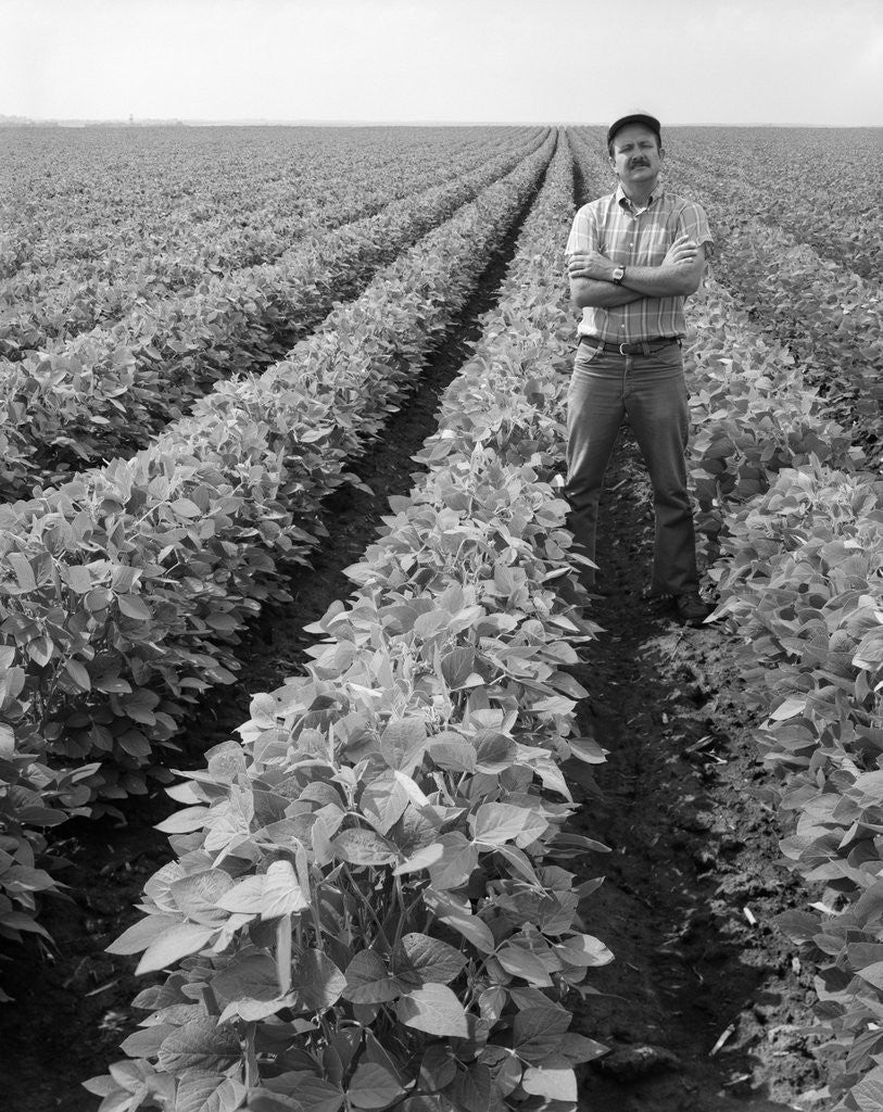 Detail of 1970s Man Standing With Arms Crossed Among Rows Of Large Soybean Crop Looking At Camera by Anonymous
