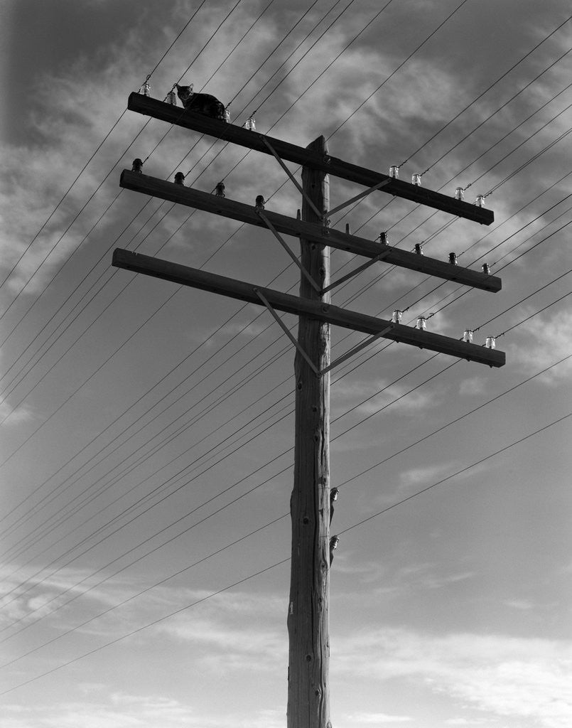 Detail of 1940s Cat Sitting On A Power Line Telephone Pole Stranded Alone Outdoor by Corbis