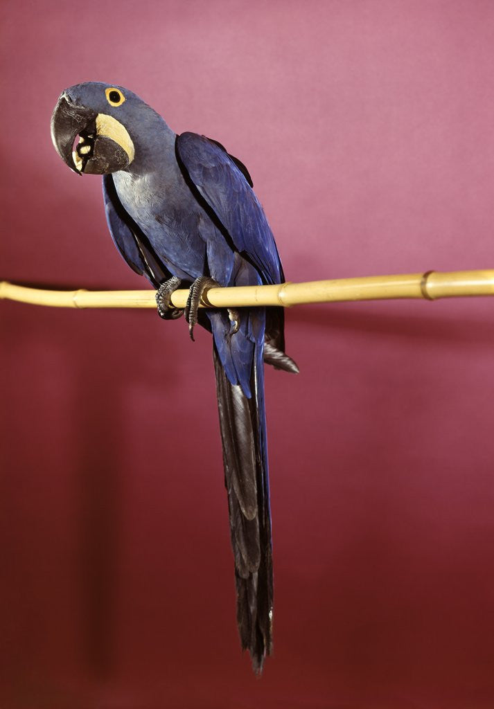 Detail of 1960s Purple Hyacinthine Macaw On Perch In Philadelphia Zoo by Corbis