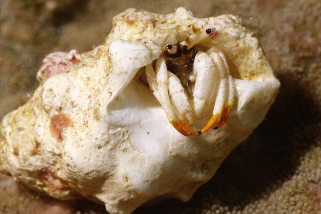 Small White Hermit Crab by Corbis