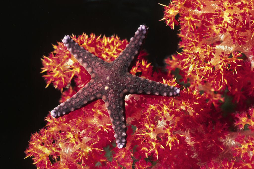 Detail of Warty Sea Star on Soft Coral by Anonymous
