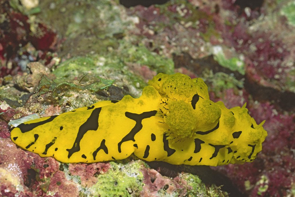 Detail of Banana Nudibranch by Anonymous