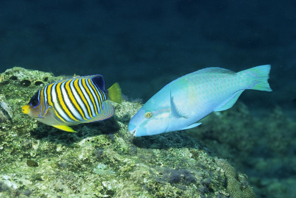 Detail of Regal Angelfish and Parrotfish by Anonymous