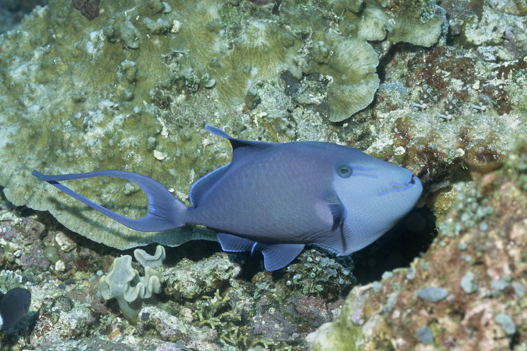 Detail of Redtooth Triggerfish by Anonymous