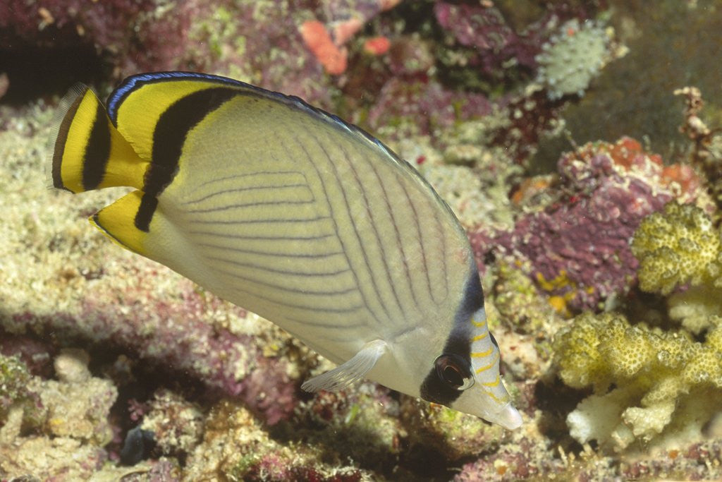 Detail of Vagabond Butterfly fish by Anonymous
