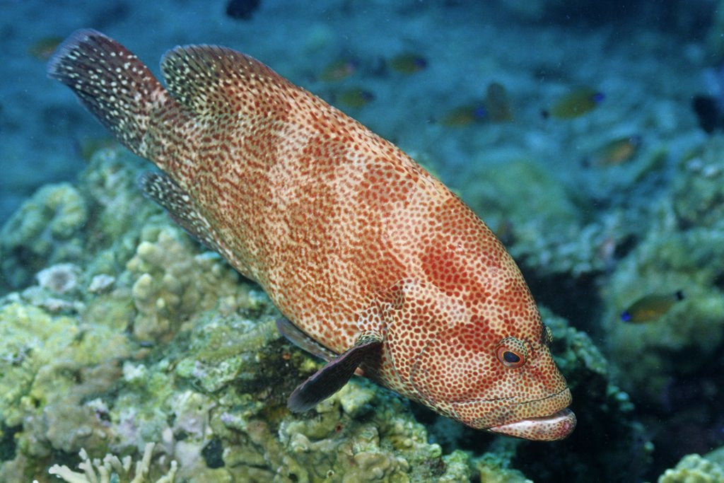 Detail of Tomato Grouper by Anonymous