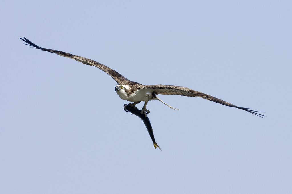 Detail of Osprey in flight with fish by Anonymous