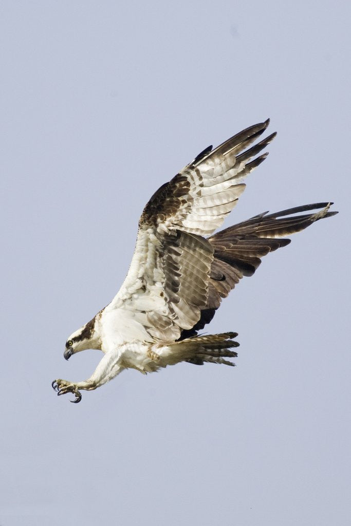 Detail of Osprey with extended talons by Anonymous