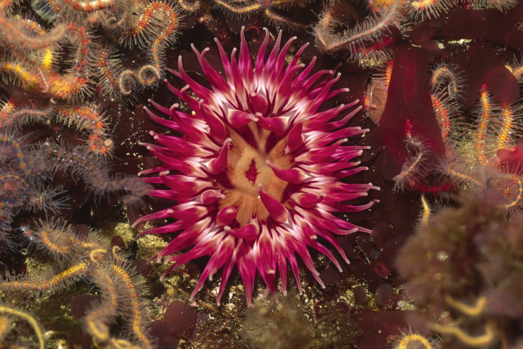 Detail of Stubby Rose Anemone by Anonymous