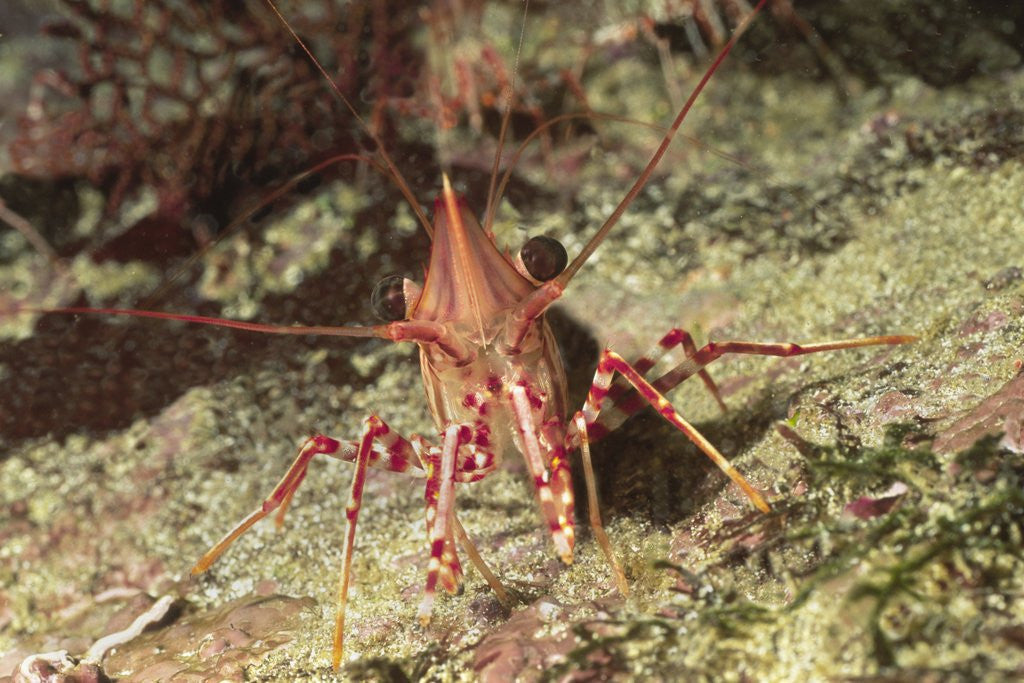 Detail of Yellow-Snouted Red Shrimp by Anonymous