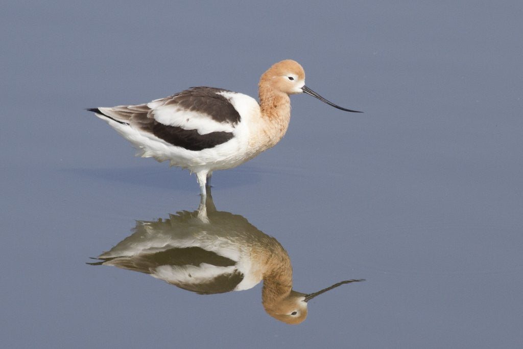 Detail of American Avocet by Anonymous
