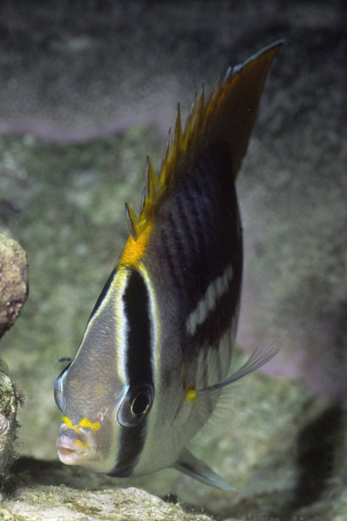 Detail of Chevroned Butterfly fish by Anonymous