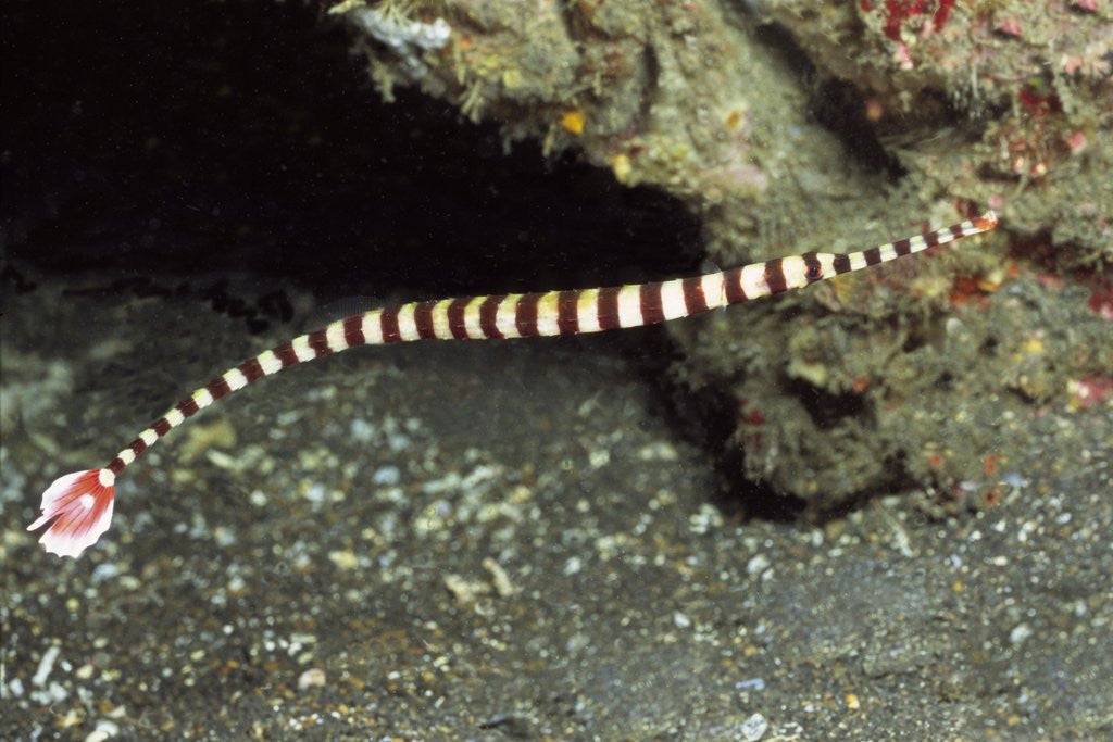 Detail of Ringed Pipefish by Anonymous