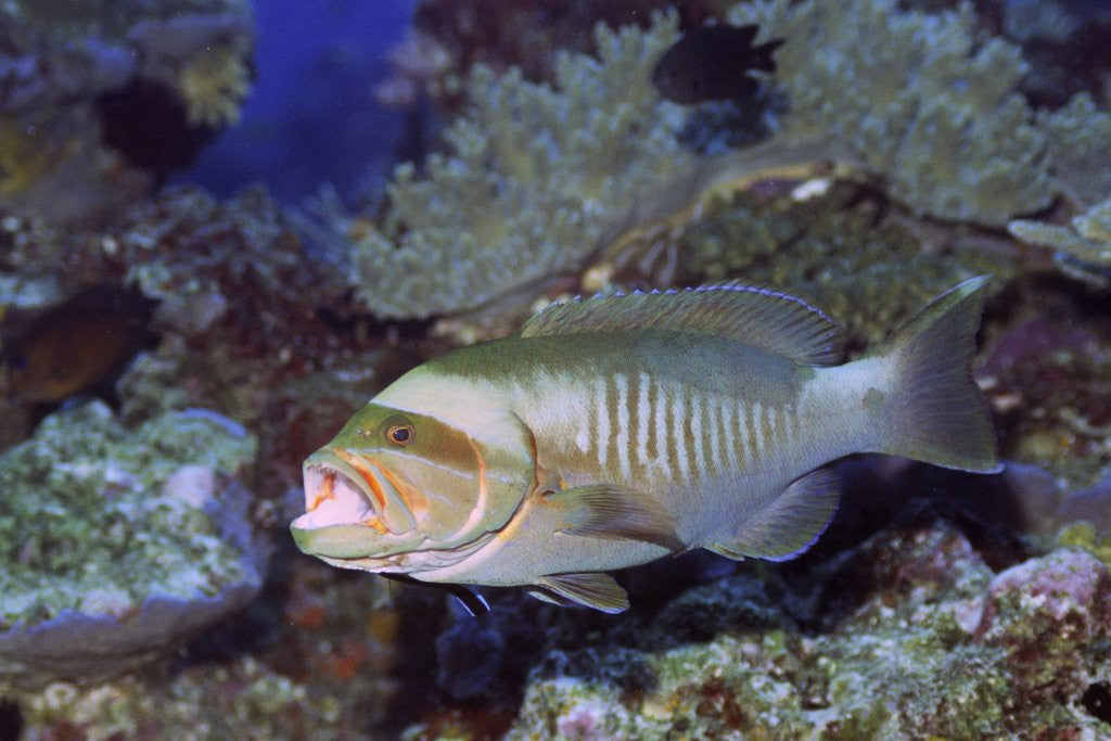 Detail of Masked Grouper by Corbis