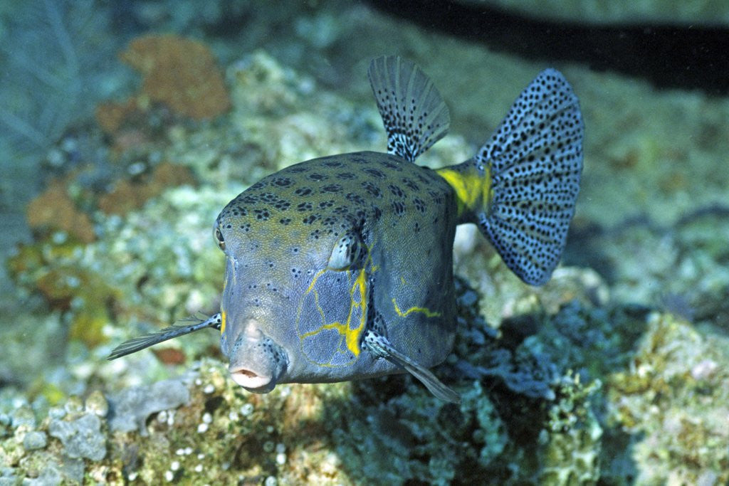 Detail of Yellow Boxfish by Anonymous