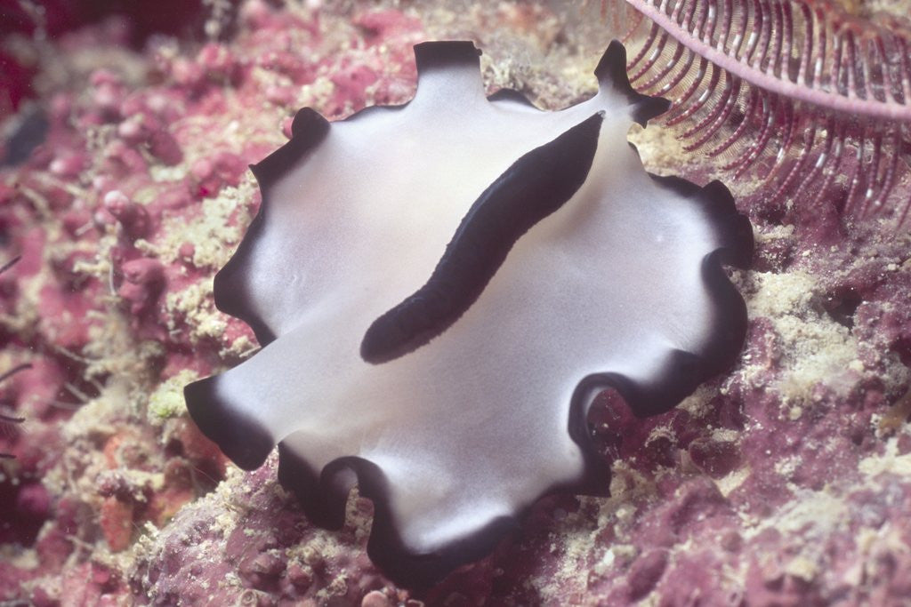 Detail of Flatworm by Anonymous