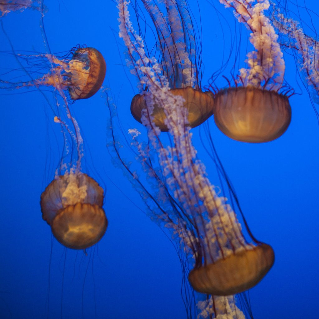Detail of Lion's mane Jellyfish by Corbis