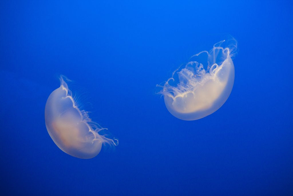 Detail of Moon Jelly Fish by Anonymous