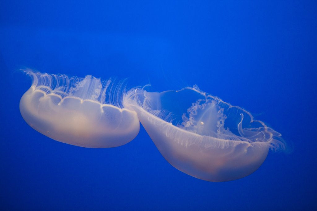 Detail of Moon Jelly Fish by Anonymous