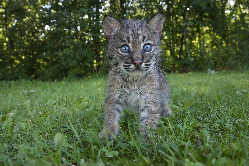 Detail of Lynx Kitten by Anonymous