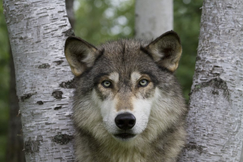 Detail of Wolf in Birches by Anonymous