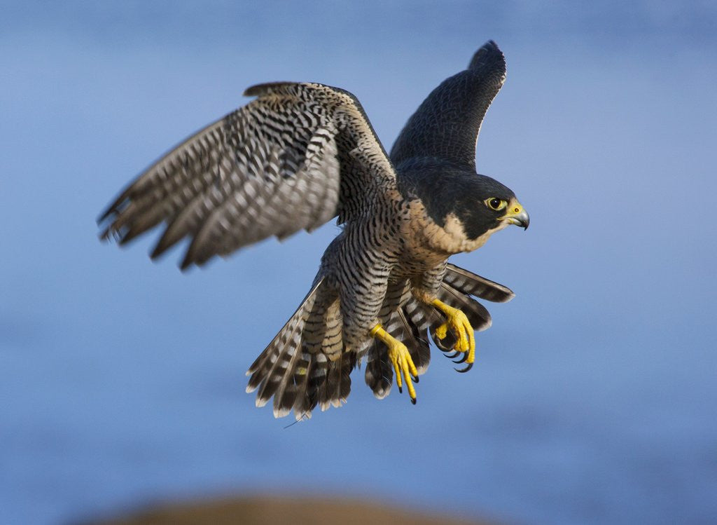 Detail of Peregrine Falcon in Flight by Anonymous