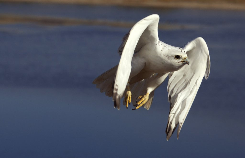 Detail of Gyrfalcon in flight by Anonymous