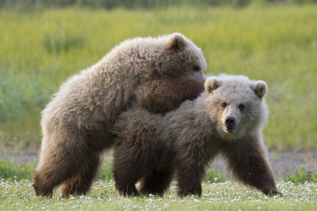 Detail of Playful Grizzly Bear Cubs by Anonymous