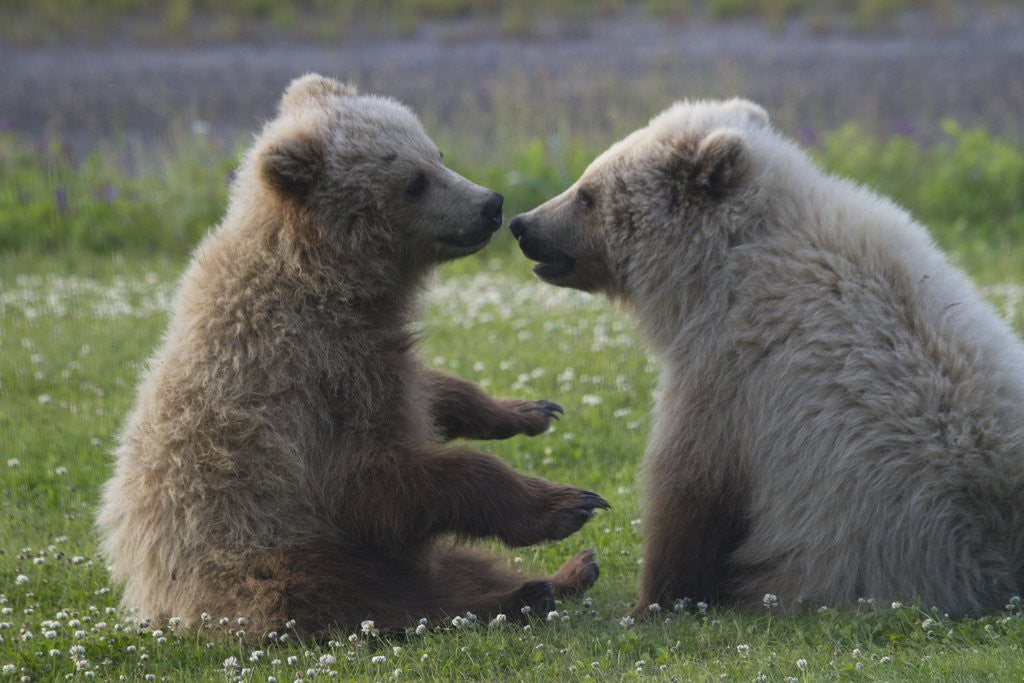 Detail of Nuzzling Grizzly Bear Cubs by Corbis