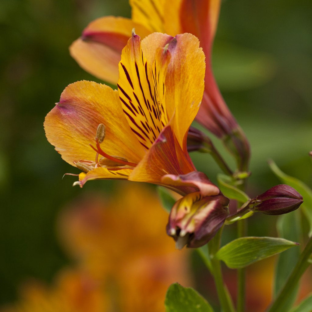 Detail of Orange Lily Flower by Anonymous