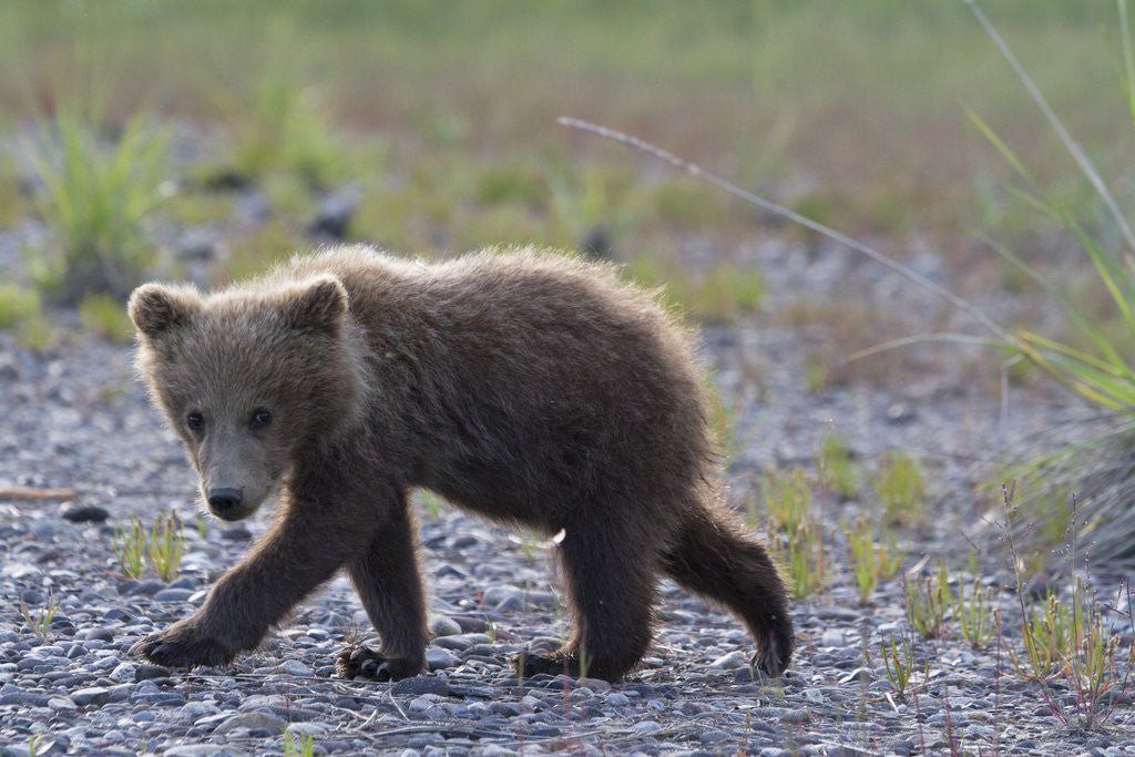 Detail of Scrawny Grizzly Bear Cub by Anonymous