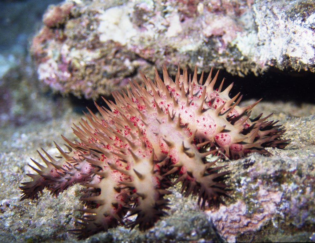 Detail of Crown-of-Thorns Sea Star by Anonymous