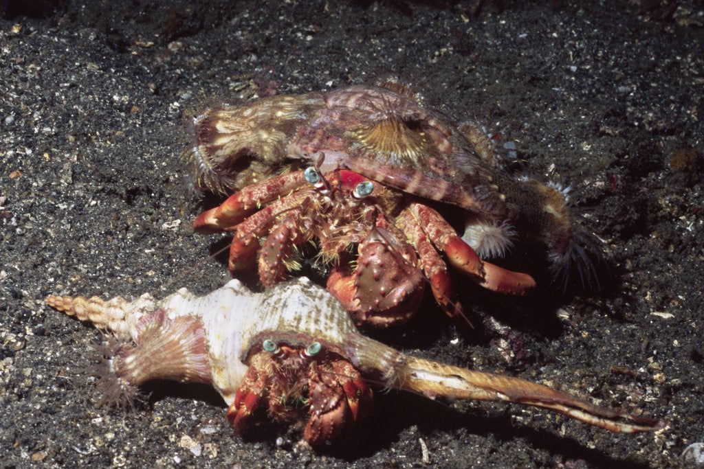 Detail of Pair of Anemone Hermit Crabs by Anonymous