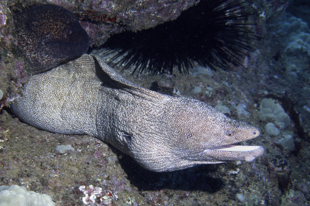Detail of Spotted Moray Eel by Anonymous