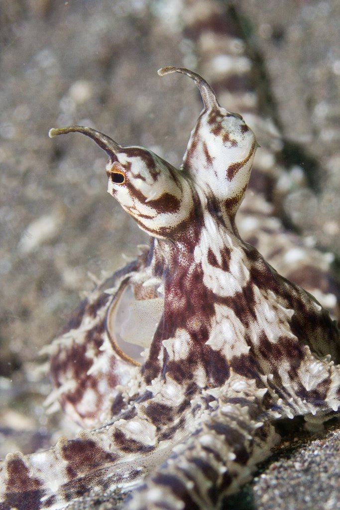 Detail of Mimic Octopus close-up by Anonymous