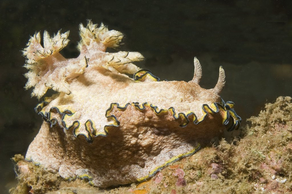 Detail of Girdled Glossodoris by Anonymous