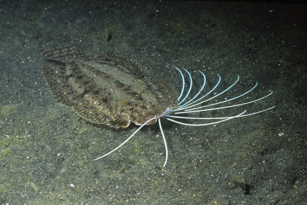 Detail of Cockatoo Flounder by Anonymous
