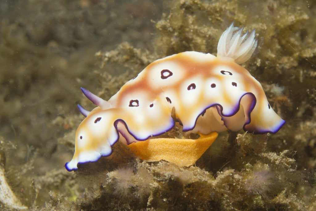 Detail of Leopard Chromodoris by Anonymous