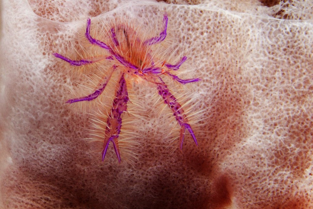 Detail of Hairy Squat Lobster by Anonymous