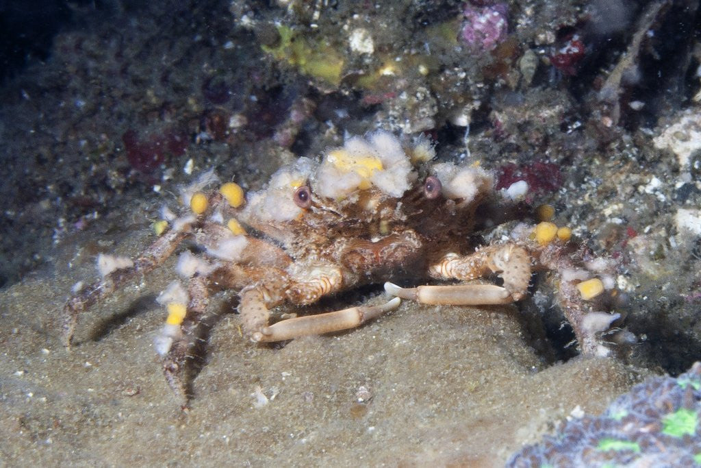 Detail of Decorator Crab by Anonymous