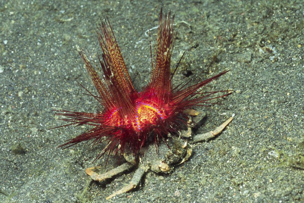 Detail of Urchin Carry Crab with Sea Urchin by Anonymous