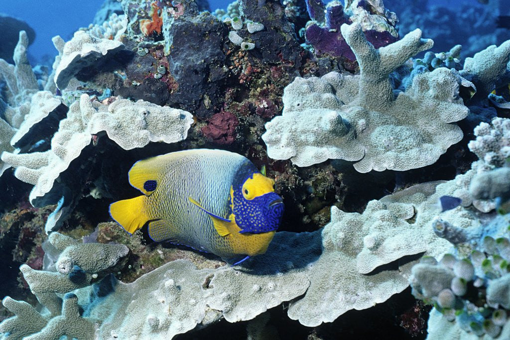 Detail of Yellow-Mask Angelfish by Anonymous