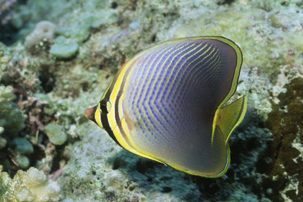 Detail of Triangular Butterfly fish by Anonymous