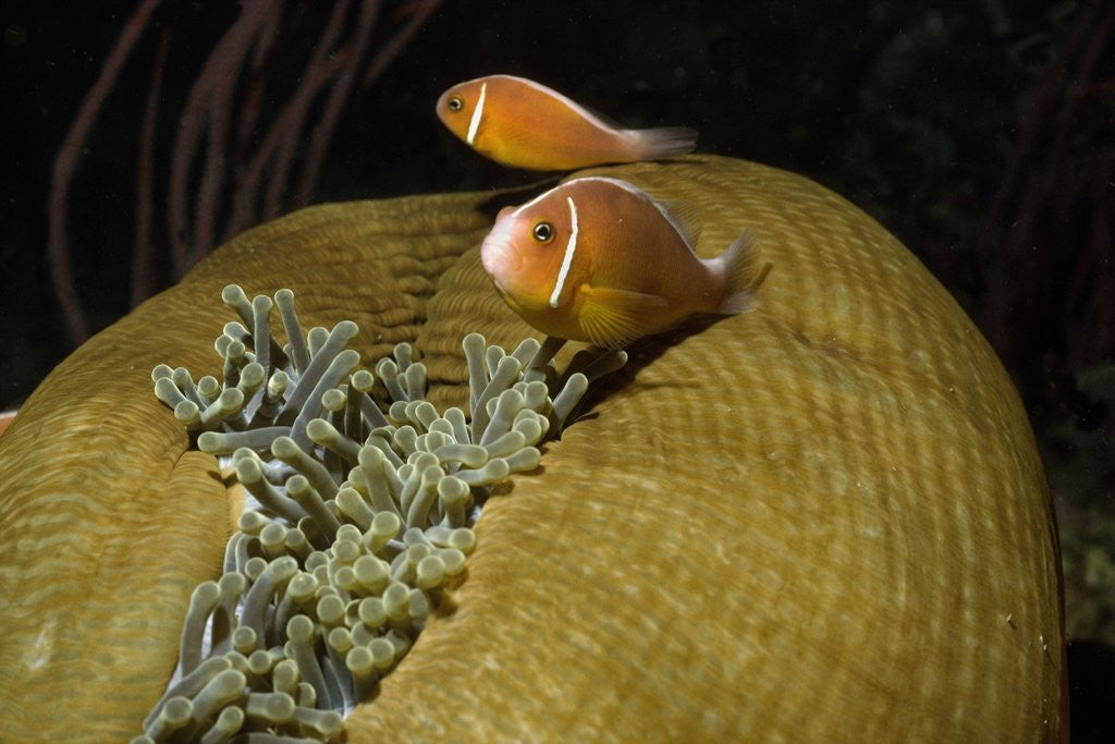 Detail of Pink Anemonefish in Magnificant Sea Anemone by Anonymous