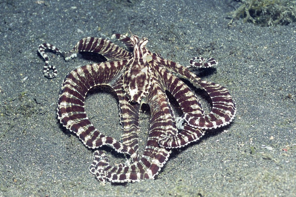Detail of Mimic Octopus by Anonymous