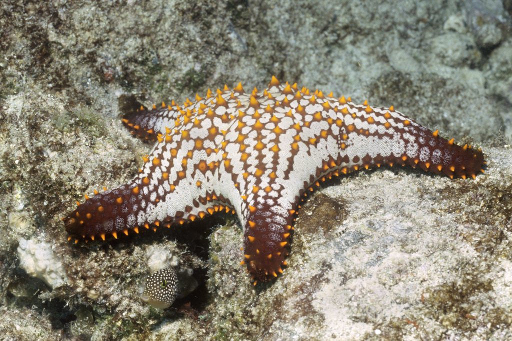 Detail of Spotted Sharpnose Puffer by Anonymous